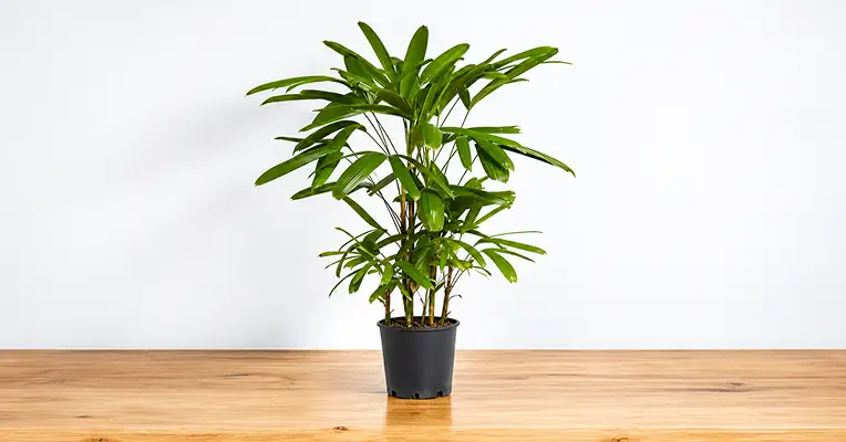 lady palm in a corporate lobby