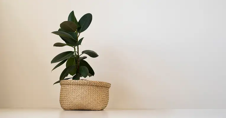rubber plant in a well-lit office corner