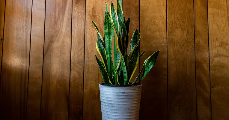 snake plant in a commercial office corner — Dracaena trifasciata