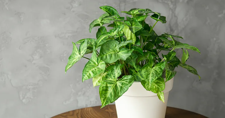 pothos trailing from an office shelf planter