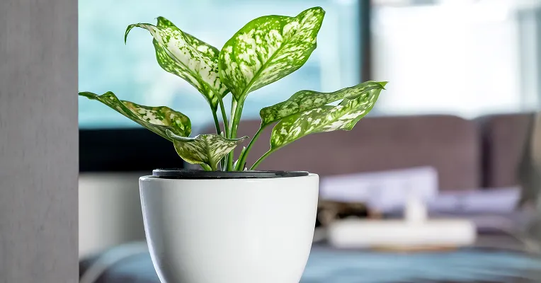 Aglaonema Chinese evergreen in an office reception area