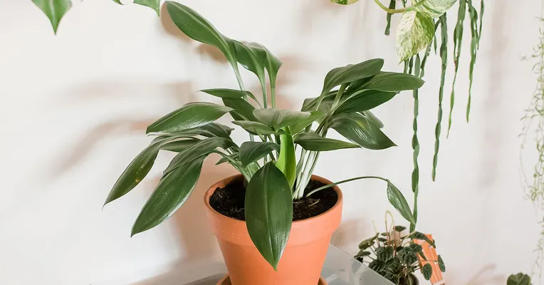 cast iron plant in an office corridor with limited light