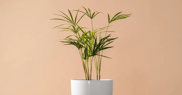 areca palm in a commercial office reception area